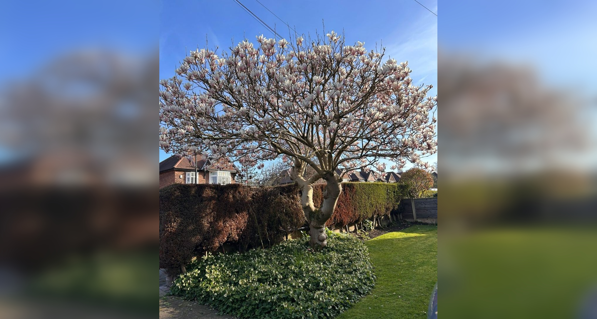Tree surgery